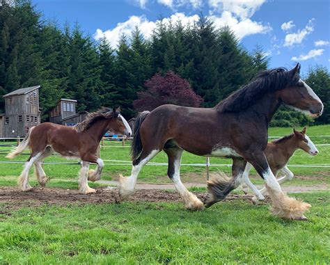 Amboy Clydesdale ranch adds to its team | The Reflector