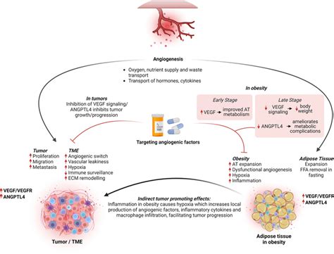 Angiogenesis and angiogenic signaling linking cancer and obesity. In... | Download Scientific ...