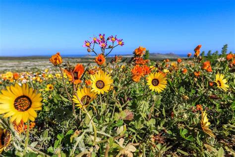 Wonderful Wild Flowers in the West Coast National Park, South Africa - SAPeople - Worldwide ...