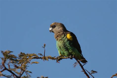 Meyer’s Parrot 005 – Friends of Hwange Trust