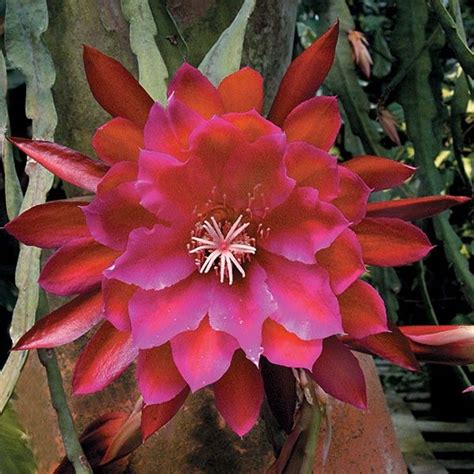 Orchid Cactus ‘Unforgettable’ (Epiphyllum hybrid) | Orchid cactus ...