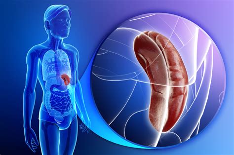 How Spleen Removal May Affect Your Quality Of Life