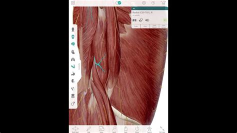 Crepitus In The Neck - YouTube