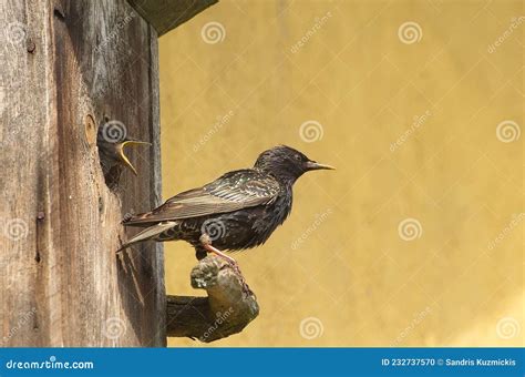 Common Starling at the Bird House with Hungry Child Stock Photo - Image ...