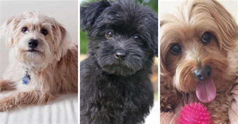 Yorkipoo Dog Breed Info: Yorkie Poodle Mix