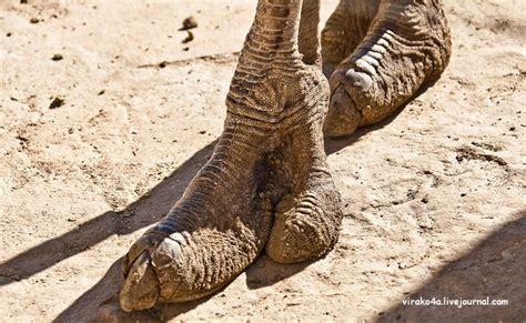 Ostrich feet | Ostrich, Ostrich feet, Animal anatomy