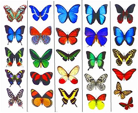 Colorful Butterflies Tattoos