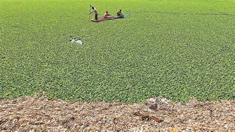 Pashan Lake slowly losing its biodiversity: Study – Green Reporter