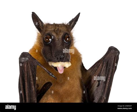 Haed shot of Young adult flying fox, fruit bat aka Megabat of chiroptera, eating banana and ...