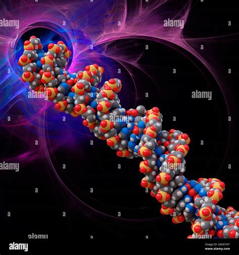 B-DNA molecule. Computer model showing the B structure of a DNA ...