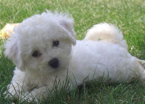 Cute Puppy Dogs: Cute bichon frise puppies | Bichon frise puppy, Bichon ...