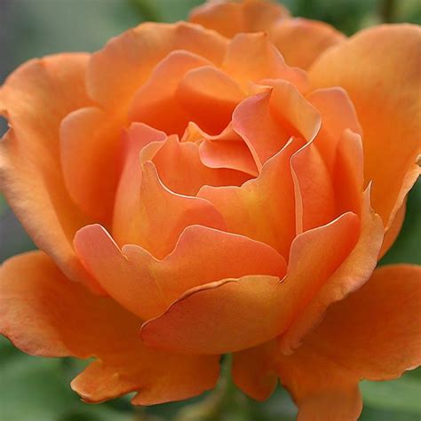 Bronze Star™ - Roses | Hybrid tea roses, Tea roses, Rose