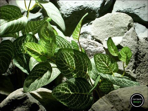 Silk Aquarium Plants Or Silk Reptile Plants: Fittonia Albivenis.