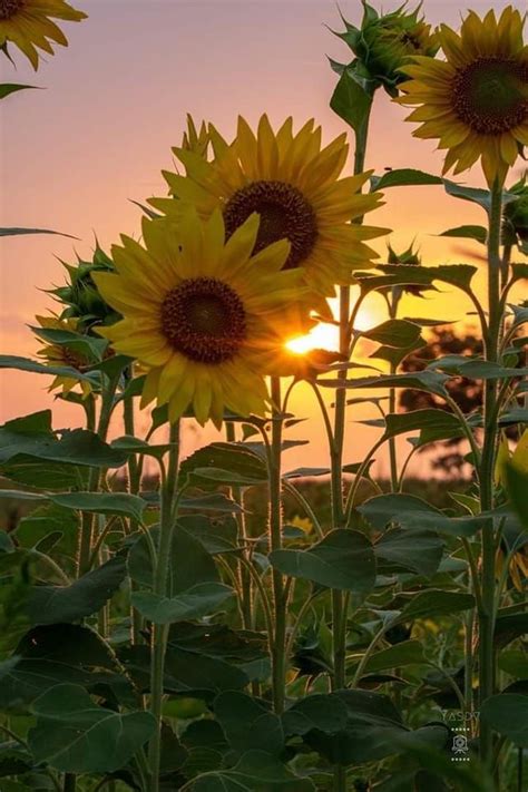 Sunflower lovers good morning wishing everyone a wonderful day – Artofit