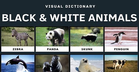 Black and White Animals: 45 Cool Animals that Are Black and White • 7ESL