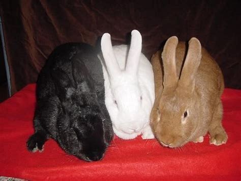 Rabbit Breeds New Zealand - RABBIT BREEDS