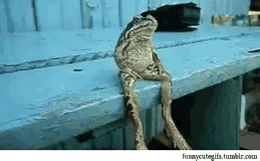 Frog GIF - Find & Share on GIPHY