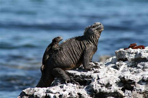 Marine Iguana Facts (Amblyrhynchus cristatus)