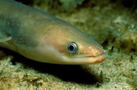 On Epic Spawning Migration, Eels May Travel at Their Own Pace - The New York Times