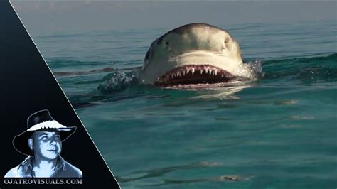 Shark Feeding Frenzy Slow Motion - YouTube