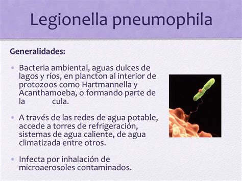 Legionella pneumophila