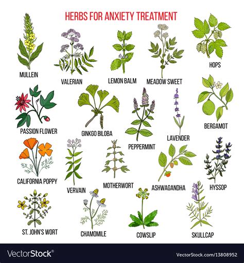 Collection of herbs for anxiety treatment Vector Image