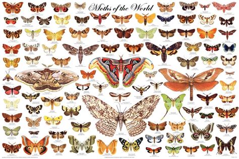 Buy Laminated Moths of the World Educational Science Chart Laminated 24 x 36in Online at ...