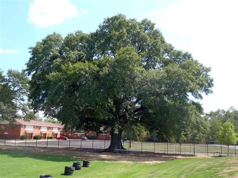 Quercus nigra (Black Oak, North American Barren Oak, North American Black Oak, Oaks, Possum Oak ...