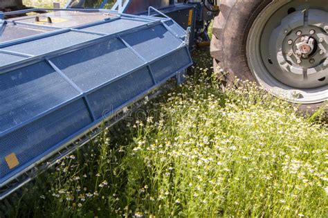 Machine Harvesting Chamomile from Field Stock Image - Image of gentle, blossom: 107790117