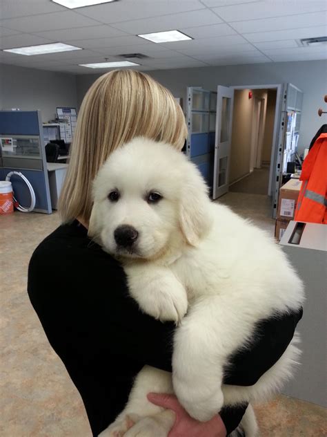 9 Ways Your Great Pyrenees is Secreatly Communicating With You ...