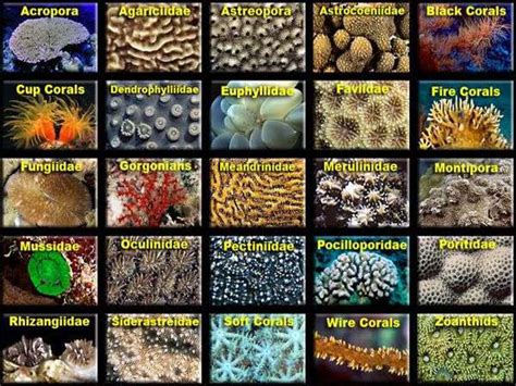 Coral types and how to recognize them | Similan islands Corals