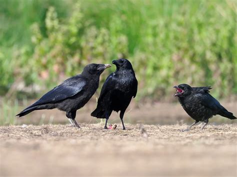 Carrion Crow Bird Facts (Corvus corone) | Bird Fact