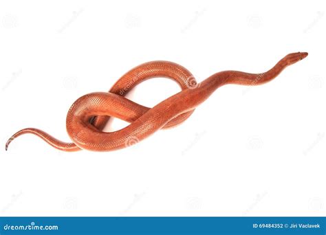 Rainbow boa snake stock photo. Image of animal, herpetology - 69484352