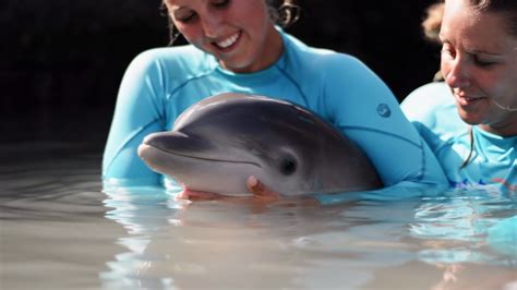 Cute Baby Bottlenose Dolphins