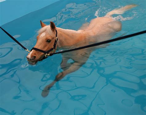 Equine Water Treadmill or Equine Swimming Pool? - STABLE STYLE