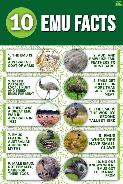 10 Incredible Emu Facts - A-Z Animals