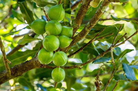 When and How to Harvest Macadamia Nuts | Gardener's Path