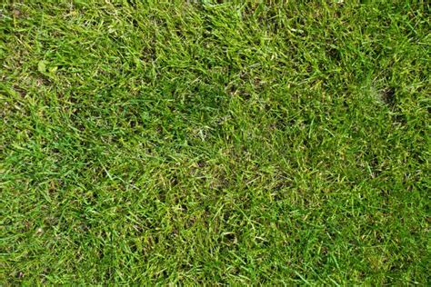 Short Green Lawn Grass from Above Stock Photo - Image of football, golf: 98139344