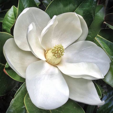 Southern Magnolia flower - Magnolia grandiflora - 20130112… | Flickr