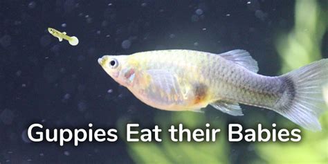 Fancy Guppies Eat Babies - Rin Aquarium Fish