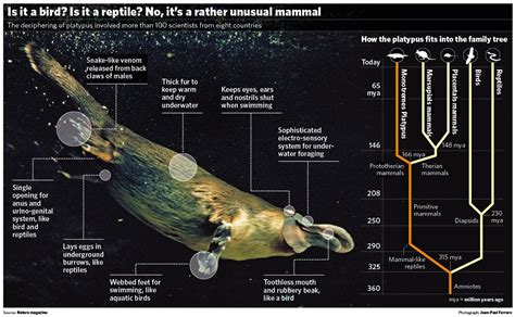 The Biomimicry Manual: What Can the Platypus Teach Us About ... | Platypus, Duck billed platypus ...