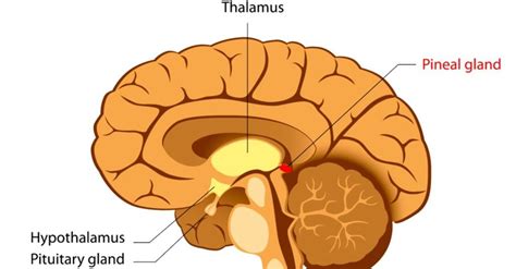 The Meaning Of The Pineal Gland - Spirit Molecule