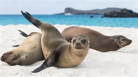 Galapagos Sea Lions Information & Facts with Quasar Expeditions