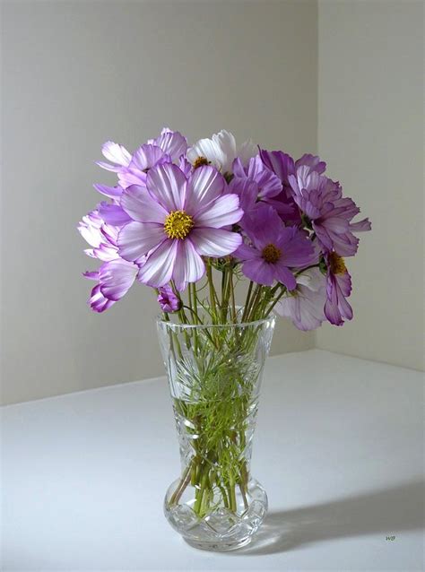 Cosmos Bouquet Still Life Photograph by Will Borden - Pixels