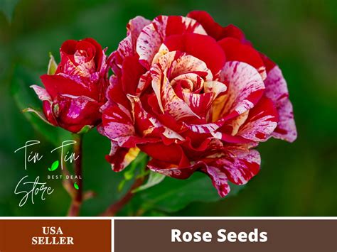 30 Rare seed-Red Dragon Rose Seed Flower #1092-Authentic Seeds-Flowers-Seeds-Rose seeds-Herb ...