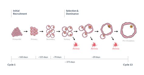 What Happens In Your Body During Ovulation?