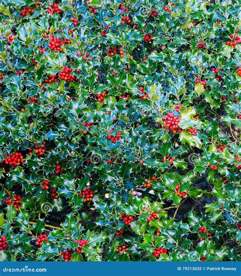 Holly Bush with Red Berries Stock Photo - Image of ilex, traditional: 79213032