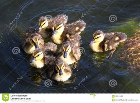 A Group of Mallard Ducklings Swimming Close Together Stock Image - Image of animal, beauty ...