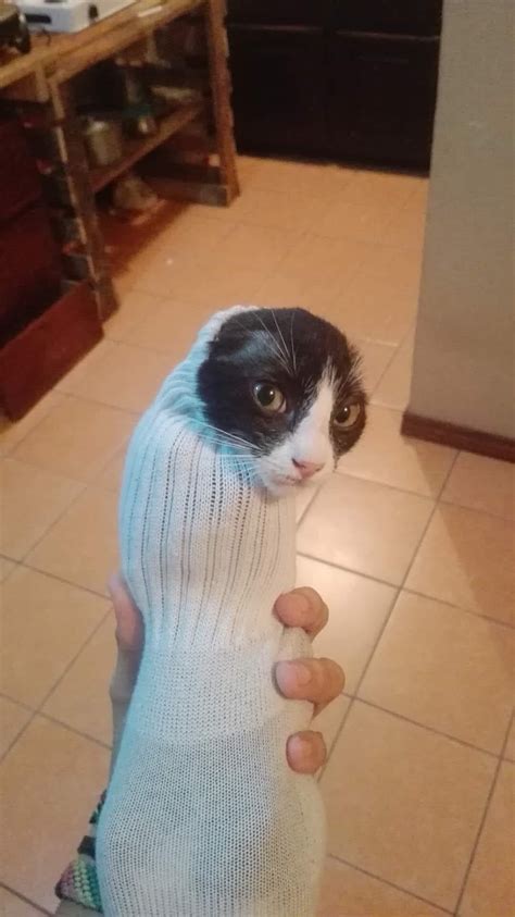 PsBattle: Cat in a sock : photoshopbattles