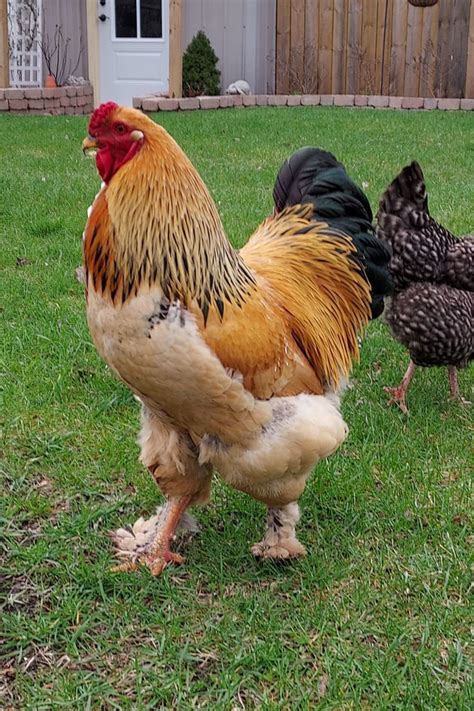 Buff Brahma Rooster Breeds - Chicken Subsection